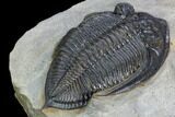 Zlichovaspis Trilobite With Healed Injury #125272-4